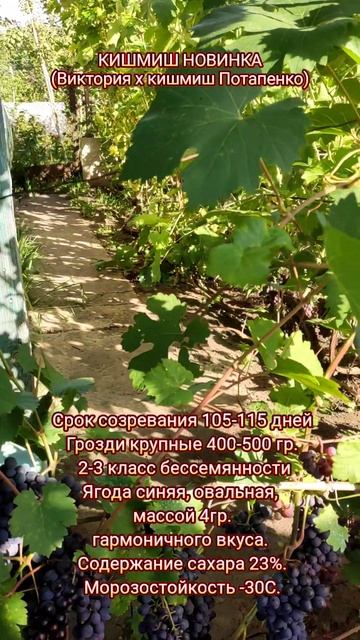 Кишмиш Новинка смотреть онлайн