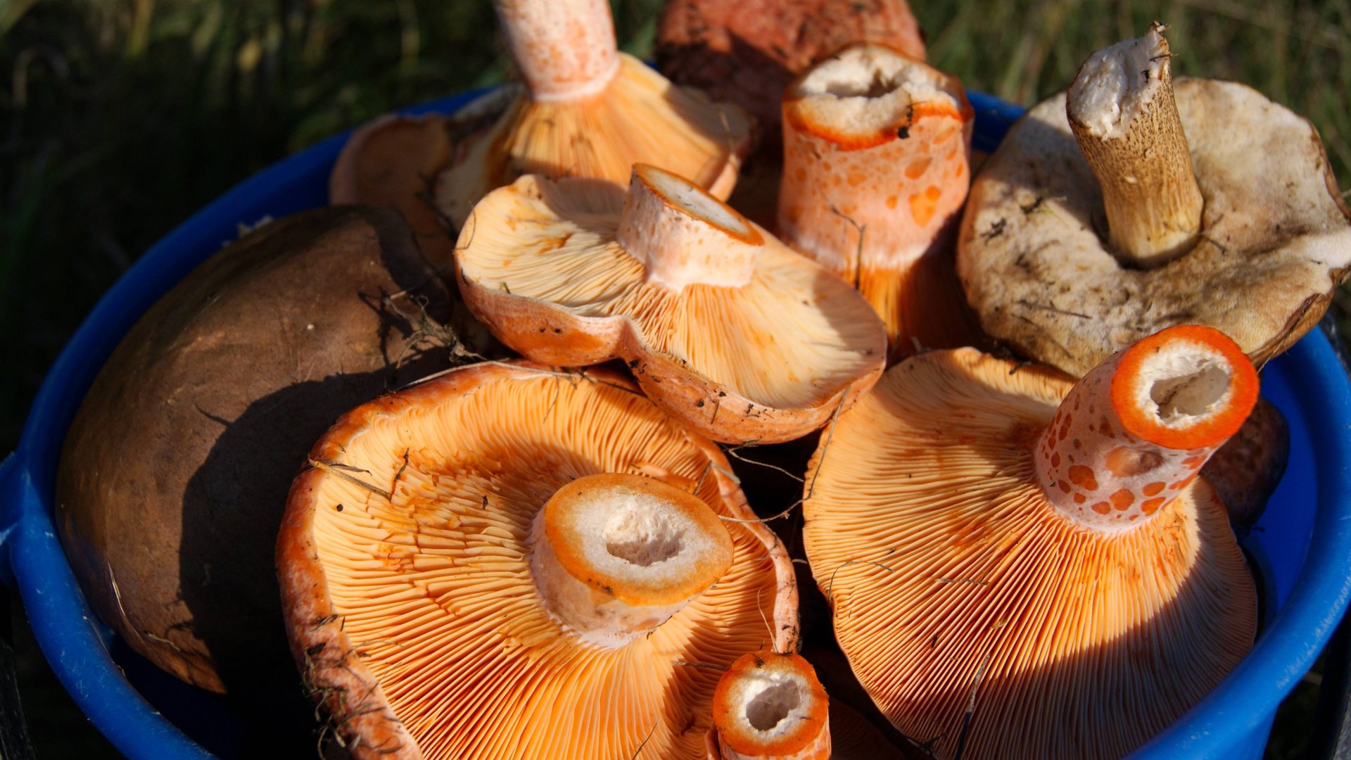 Как отличить съедобные опята от ложных. Идемте по грибы, покажу вас рыжикам смотреть онлайн