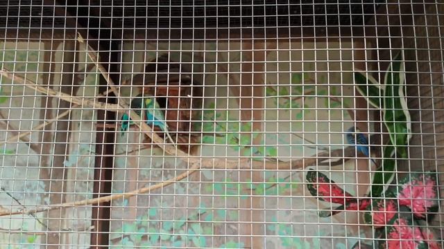 на Chery Tiggo 4 в Беларусь и обзор зоопарка в Барановичи