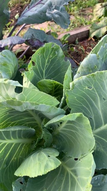 Двухголовая капуста