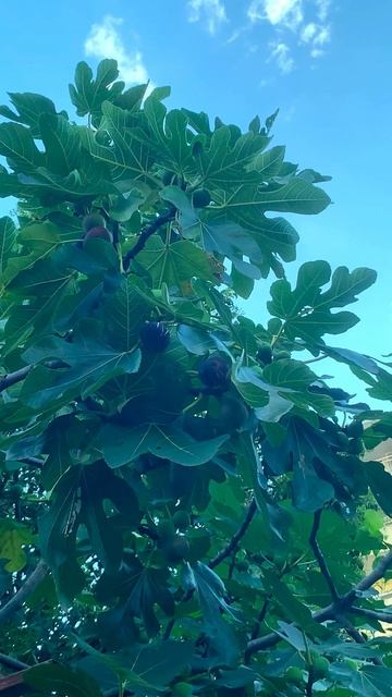 Инжир: Удивительное дерево с богатой историей и уникальными свойствами!🌳🍇