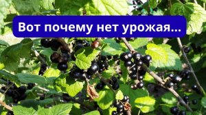 Одна подкормка осенью двойной урожай летом!