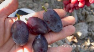 Виноград Рембо Калугина В.М. 26.08.25 год, Новороссийск.