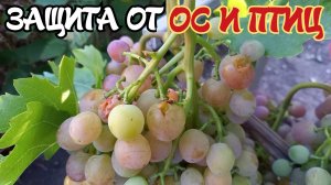 ЗАЩИТА ГРОЗДЕЙ винограда от ОС и ПТИЦ.