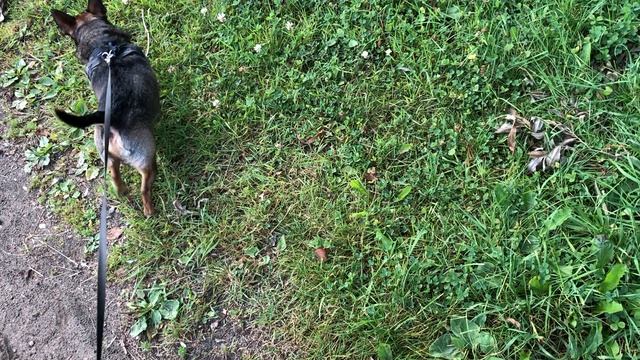 Прогулка после завтрака смотреть онлайн