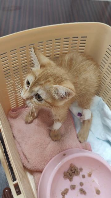 День стольника.