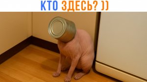 КТО ЗДЕСЬ? ))) Приколы | Мемозг 1656