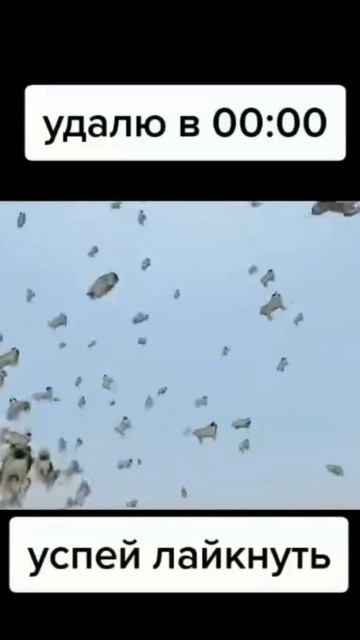 Удаляю это видео в 00:00 Успей лайкнуть🤣🤣 смотреть онлайн