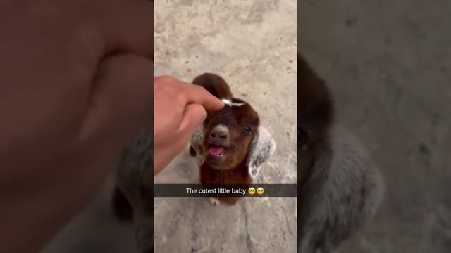 МИЛЫЕ ВИДЕО, МАЛЕНЬКИЕ ЖИВОТНЫЕ🙂 смотреть онлайн