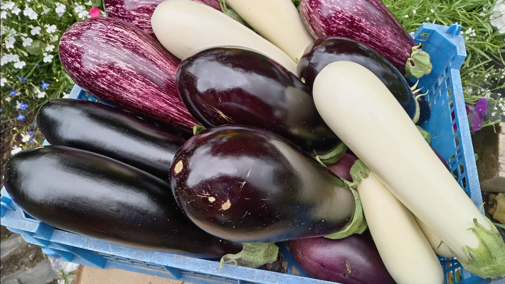 ПЕРЕЦ В ТЕПЛИЦЕ. ПОСЛЕДНИЕ ДНИ АВГУСТА. смотреть онлайн