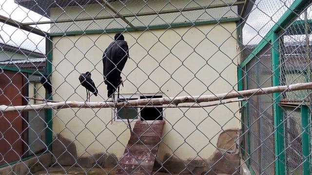 Зоопарк планета обезьян. Африканский аист разиня.