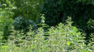 Выброс пыльцы крапивой