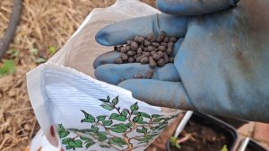 Микориза. Эксперимент с клематисами. Сад в августе.