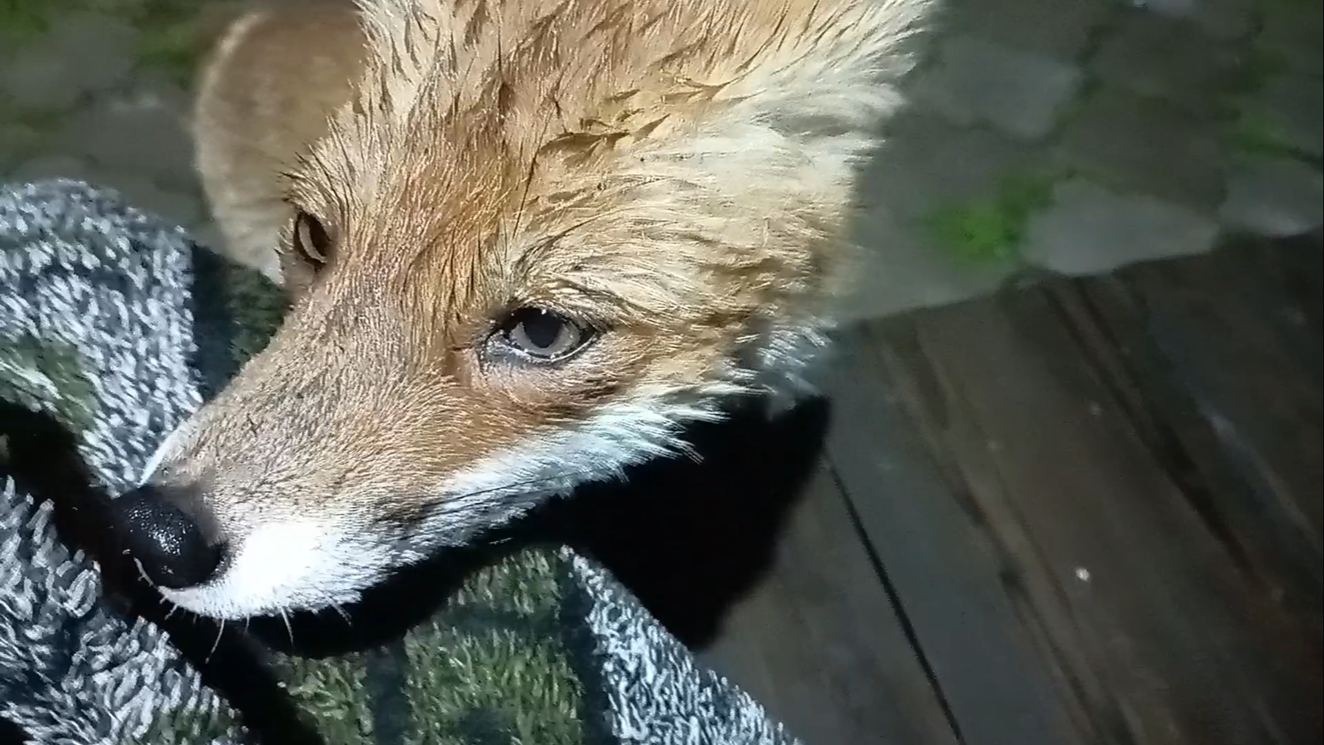 (1102) Лиса приходит в гости. Август 2025 смотреть онлайн