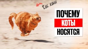 ТОП-8 Причин, почему коты носятся как кони (и как это связано с хозяином)