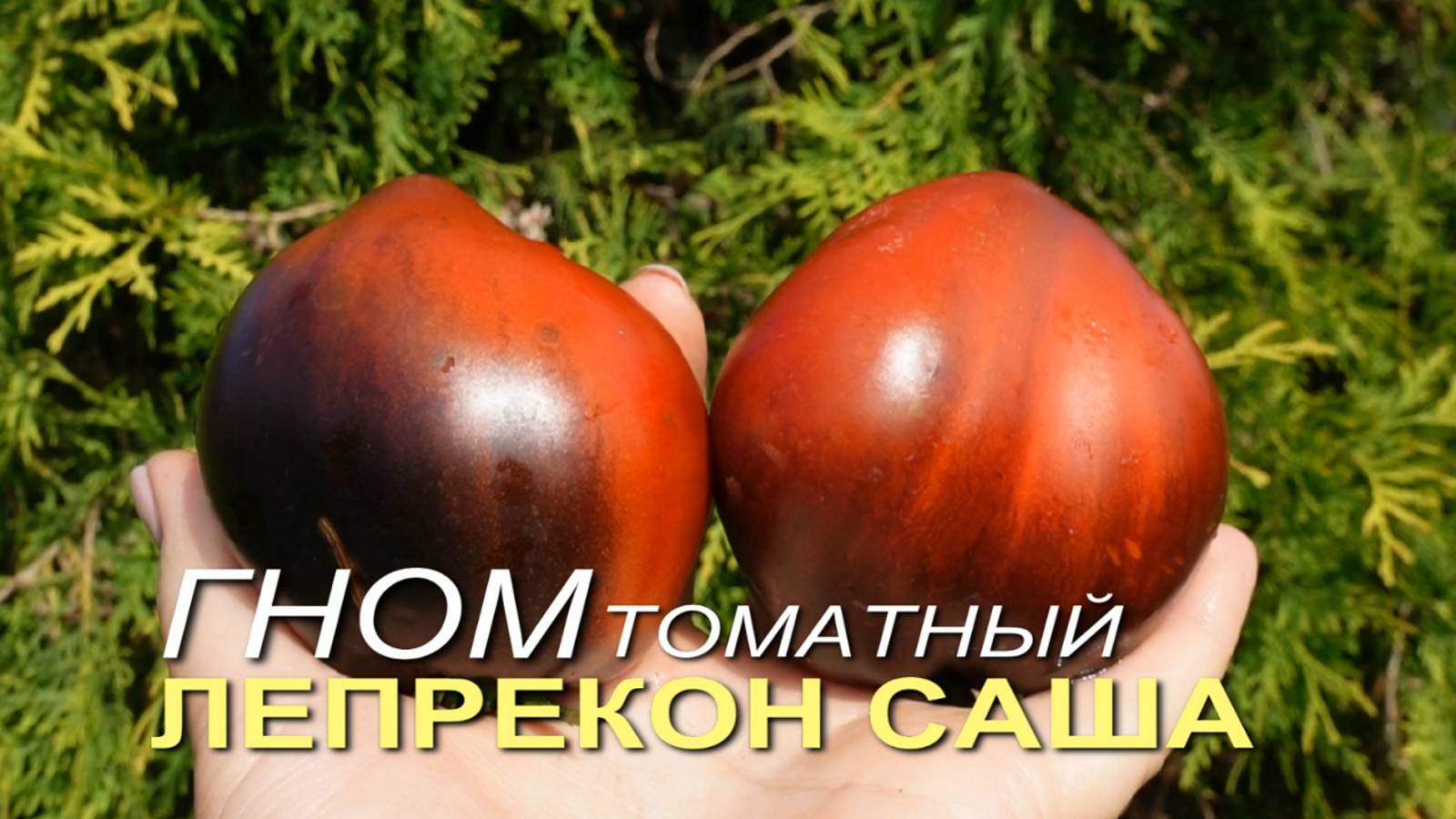 Томатный гном ЛЕПРЕКОН САША (Dwarf Leprechaun Sasha). Обзор сортов ТОМАТОВ! смотреть онлайн