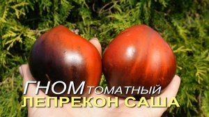 Томатный гном ЛЕПРЕКОН САША (Dwarf Leprechaun Sasha). Обзор сортов ТОМАТОВ!