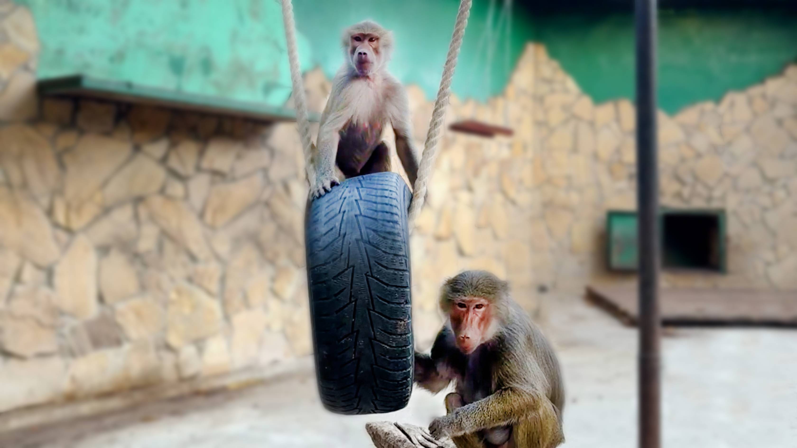 Люся так боится, что аж ПЕРВАЯ МЯСО ЕСТ! Лида и Люся налаживают контакт - ЕСТЬ СВИДЕТЕЛИ! смотреть онлайн