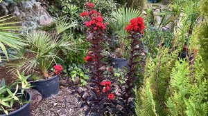 "В окружении южной зелени." Август.