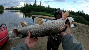 Щука окунь на спиннинг.