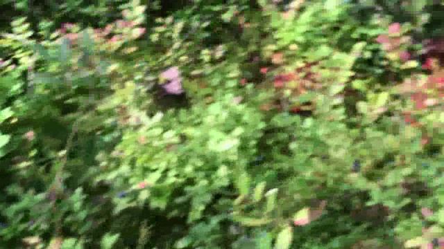 Мы снова в лесу за дарами (грибы и ягоды) смотреть онлайн