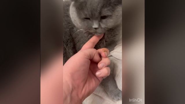 Кот любит всех