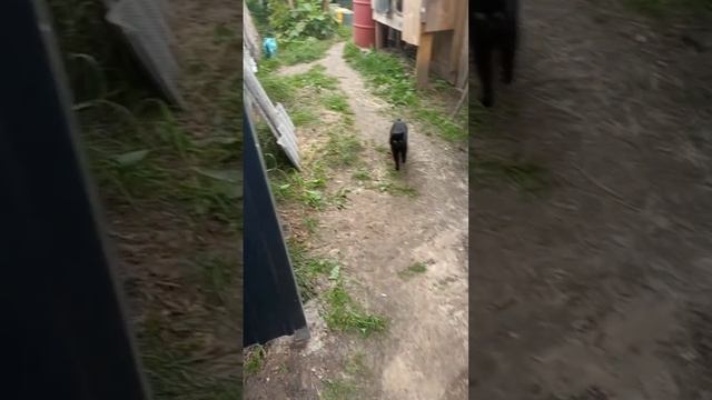 28-08-2025 Жизнь в деревне 😊 смотреть онлайн