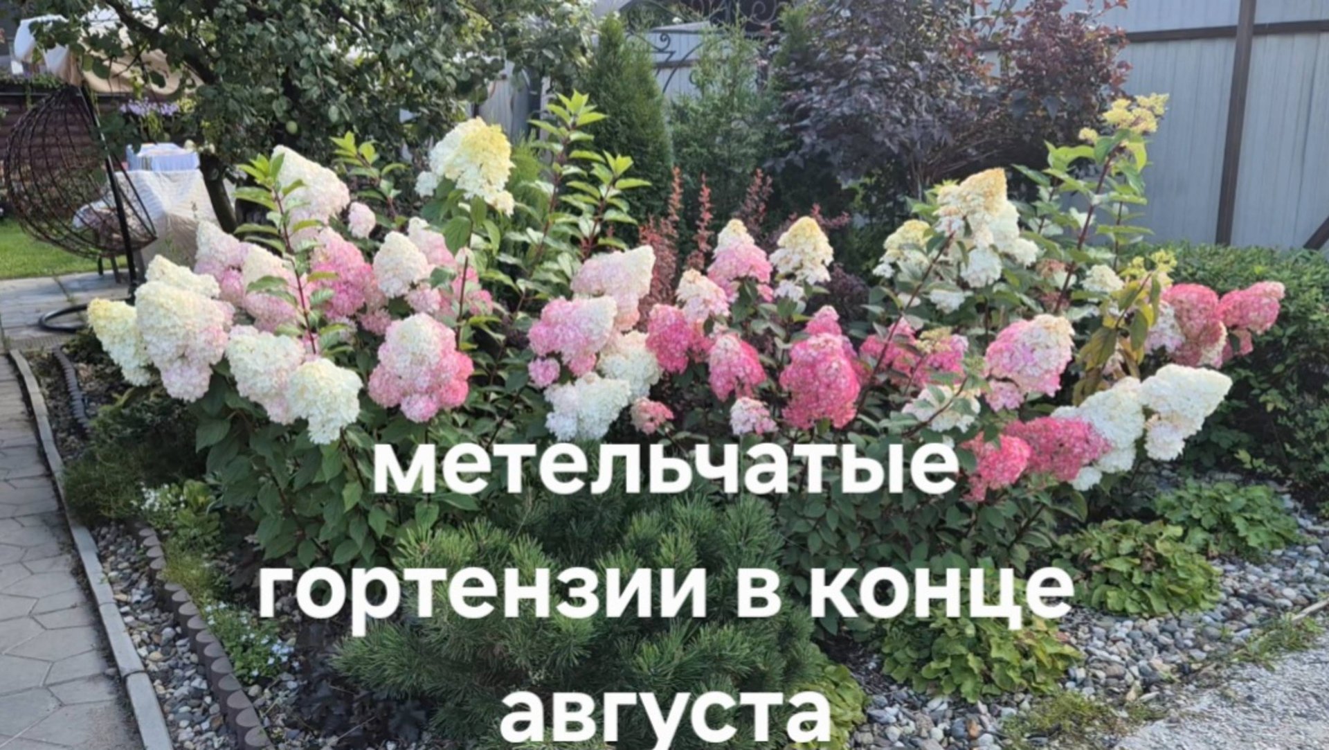Обзор метельчатых гортензий в моём саду в конце августа. смотреть онлайн