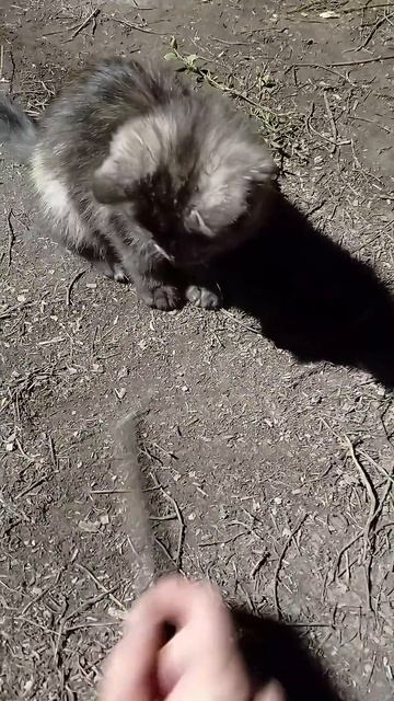 Играю с котёнком.