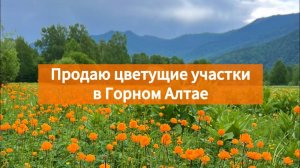 Продаю цветущий участок в Горном Алтае на берегу Катуни, в Уймонской долине, поблизости с Белухой