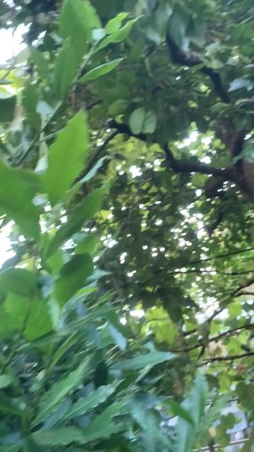 🌿 Лавр благородный: зеленое богатство Сочи🌿