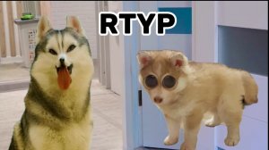 Хаски бандит RTYP