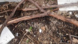 КОРА  VID_20250829