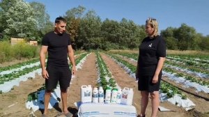 Удобрения для клубники