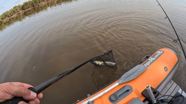 Река Амур Время ловить желтощека