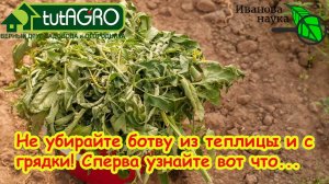 СОБРАЛИСЬ УБИРАТЬ БОТВУ? Не делайте этого!!! Сперва узнайте, как это сделать безопасно и правильно!