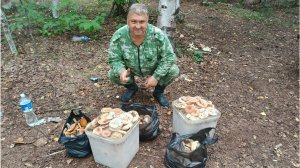 Грибалка. Сбор грибов. Грибные места. Сырой белый и желтый груздь. Сбор груздей для соления.