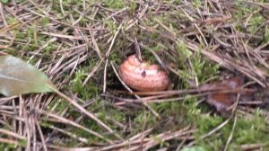 КТО ЭТО ТАКОЙ СТОИТ! А ЭТО РЫЖИК..