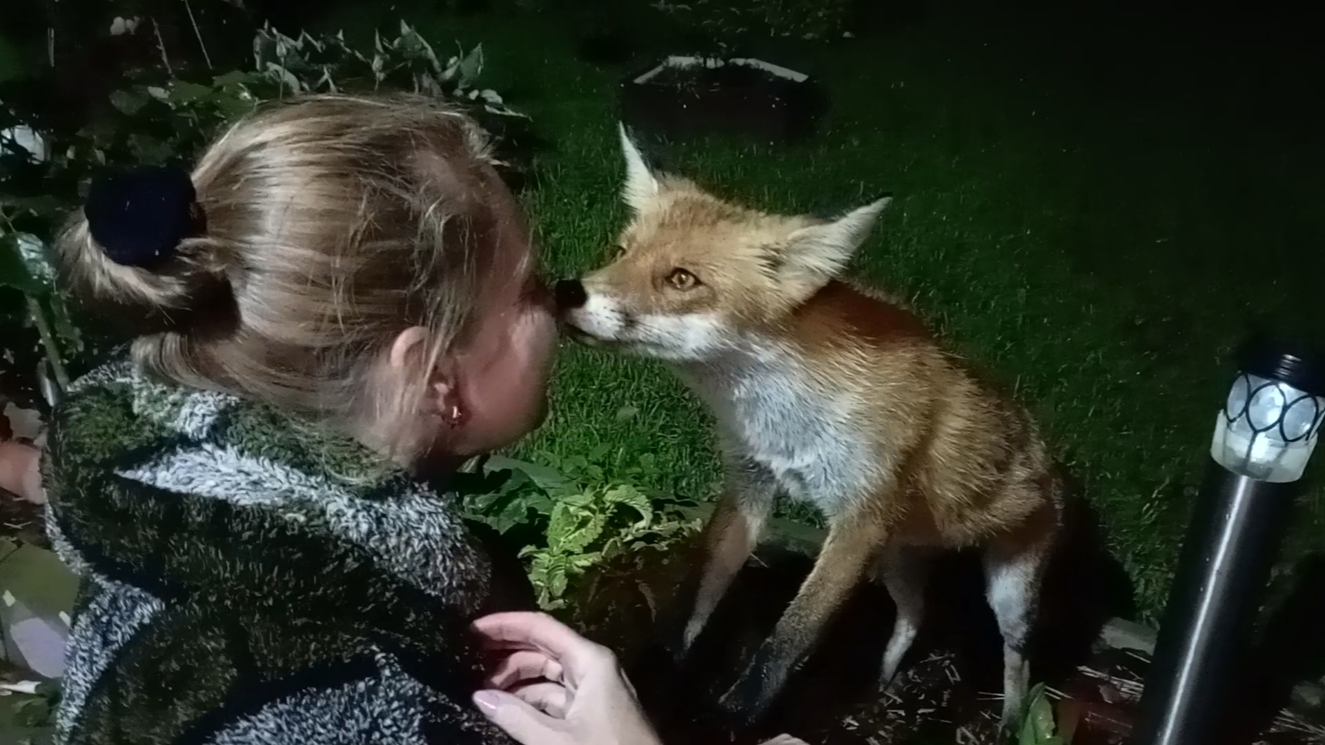 (1103) Лиса приходит в гости. Август 2025 смотреть онлайн