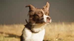 Космическая собака Лида — Трейлер (2025)