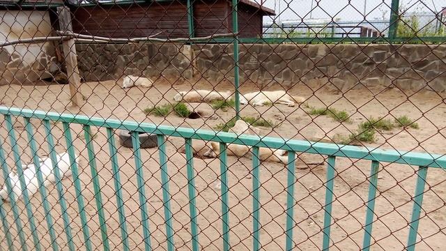 Зоопарк планета обезьян. Полярный волк.