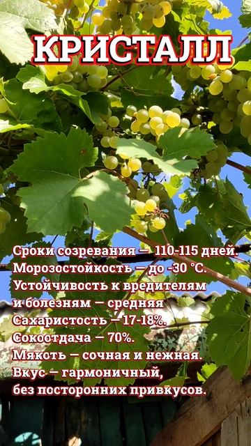 Виноград Кристалл смотреть онлайн