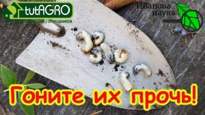 ЛЯРВЫ СДОХЛИ! Что внести в почву осенью, чтобы очистить сад и огород от вредителей.