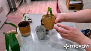 НОВИНКИ РАСТЕНИЙ.КАШПО ИЗ ФАМИЛИИ.И НОВЫЕ СТЕЛЛАЖИ.КОМНАТНЫЕ РАСТЕНИЯ(ЦВЕТЫ).