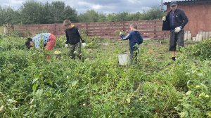 СОБИРАЕМ УРОЖАЙ!!! жизнь в деревне