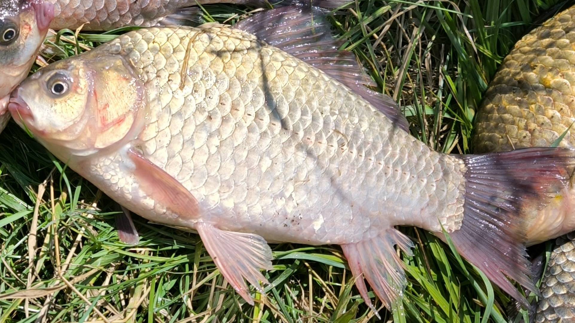 Простая снасть всегда поймает карася! Ловля карася на донки. Жор карася на кормушки. Рыбалка 2025 смотреть онлайн