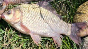 Простая снасть всегда поймает карася! Ловля карася на донки. Жор карася на кормушки. Рыбалка 2025