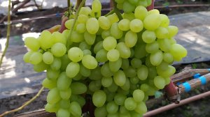 Виноградный ОБЗОР 2025г !  Часть 5 !!! 
ВКУСНЕЙШИЙ ВИНОГРАД на моём участке  !!!