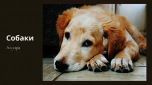 Собаки