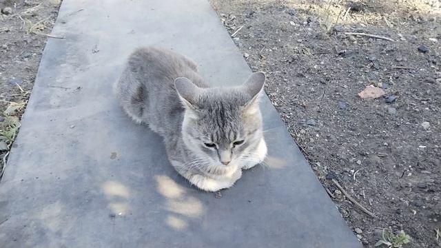 МЕНЯ ВЫБРОСИЛО ИЗ КОЛЕИ😭 МЕНЯ СВАЛИЛО🥲 смотреть онлайн